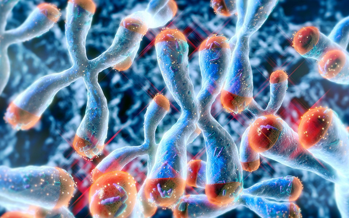 Illustration of telomeres at the ends of a chromosome structure.