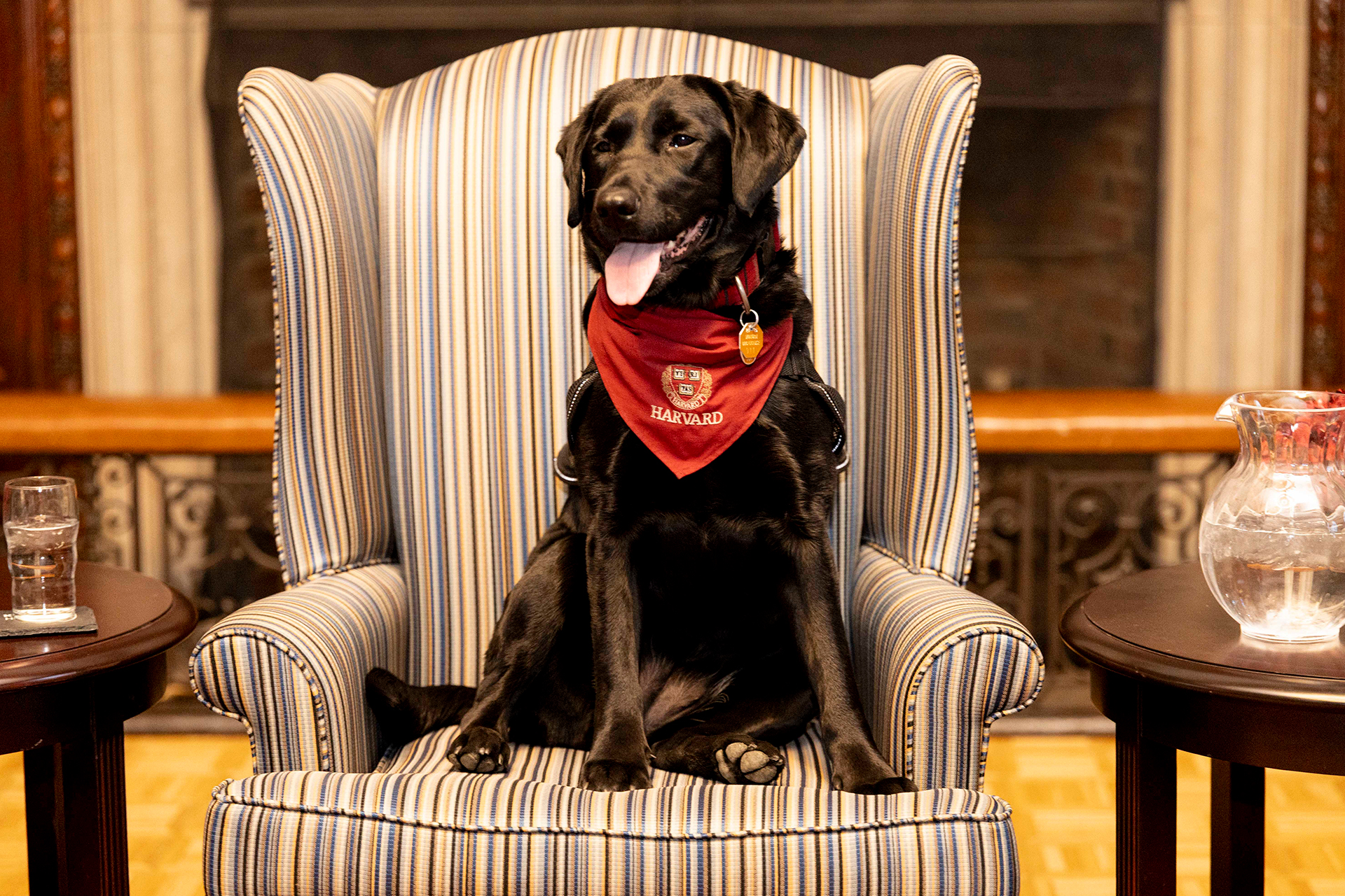 A Black Lab wearing a Harvard scarf sits on a chair in Kirkland House.