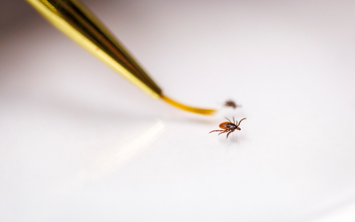 tick