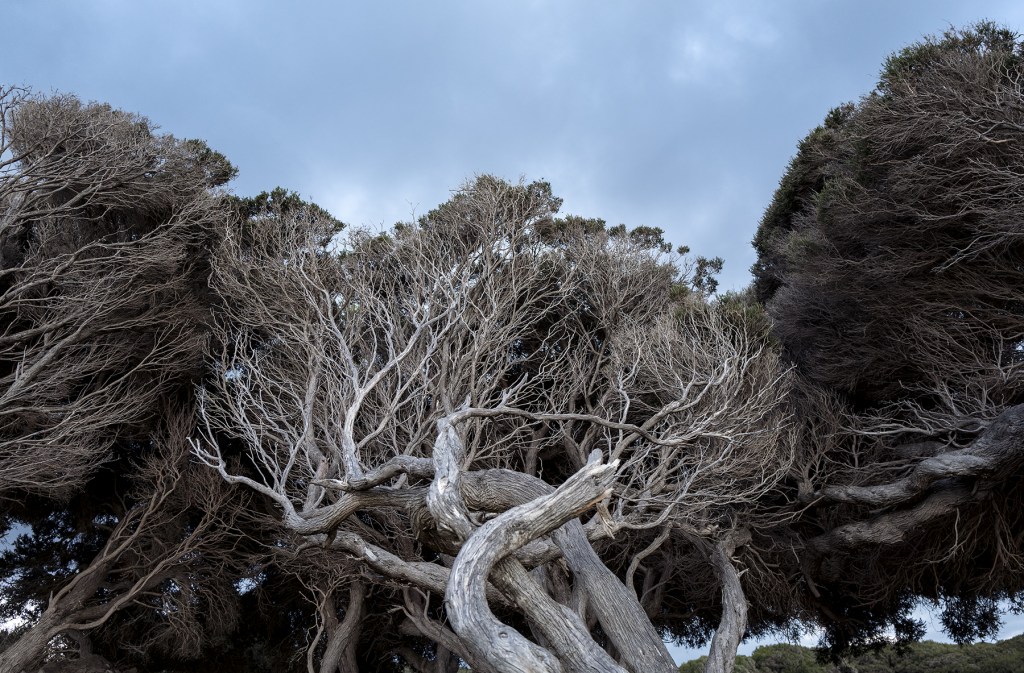 A tree on the Australian coast.