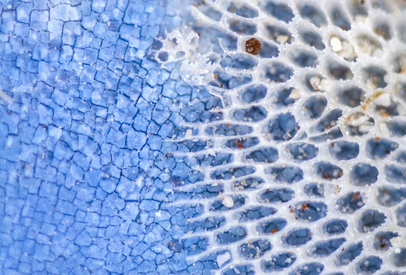 A closeup of bryozoa in a bottle cap.