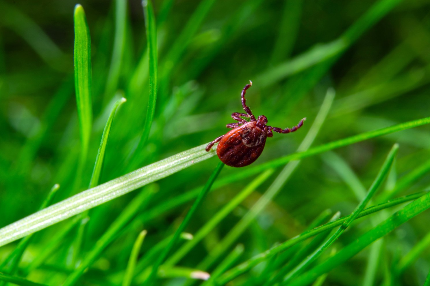tick
