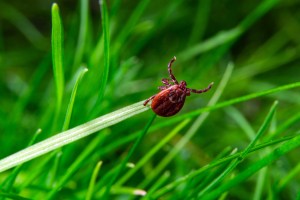 tick