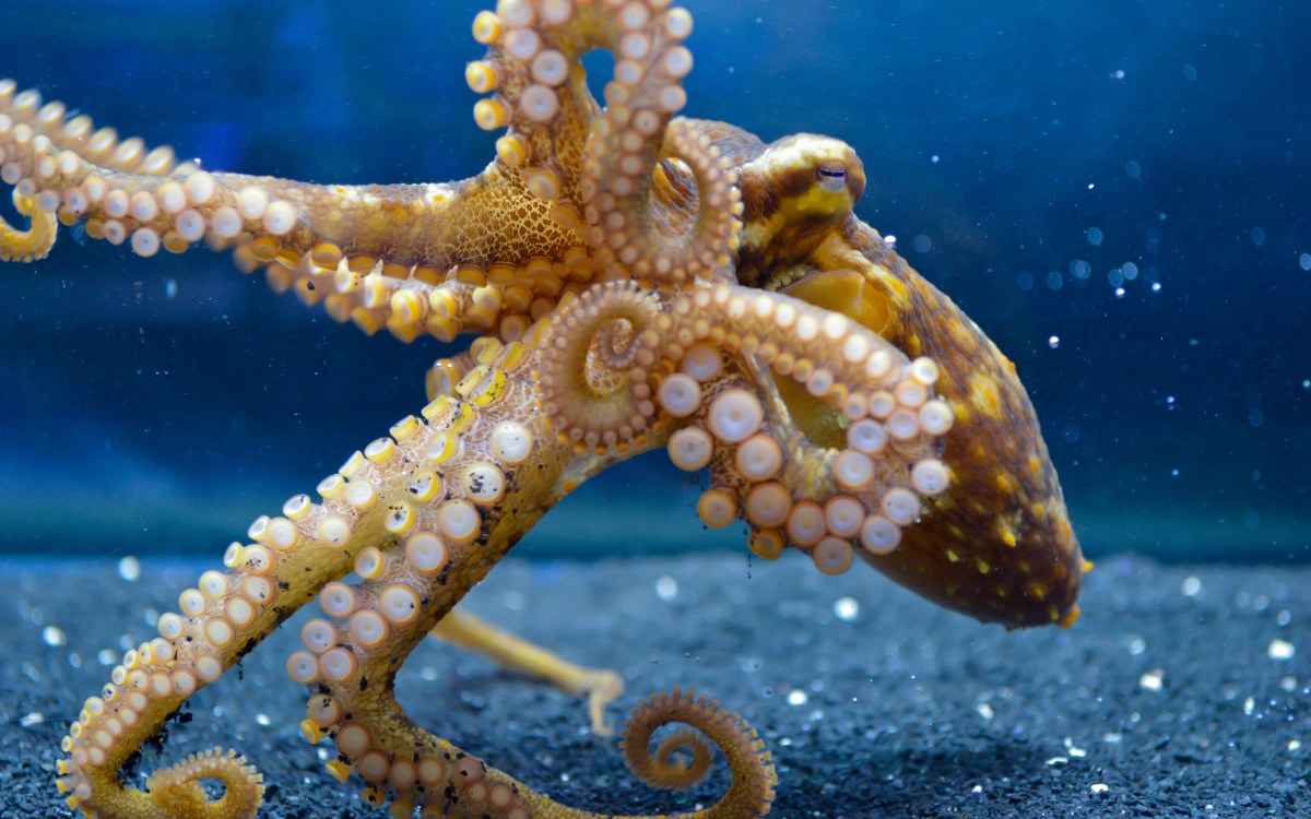 octopus