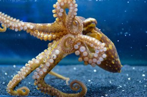 octopus