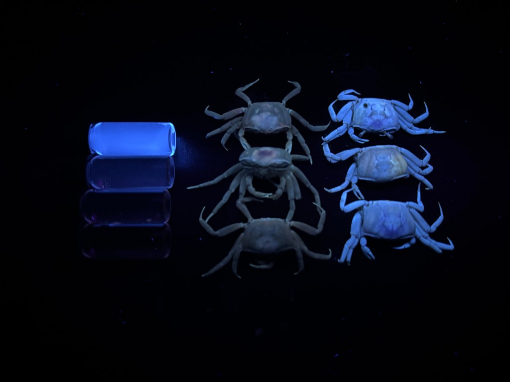 crabs