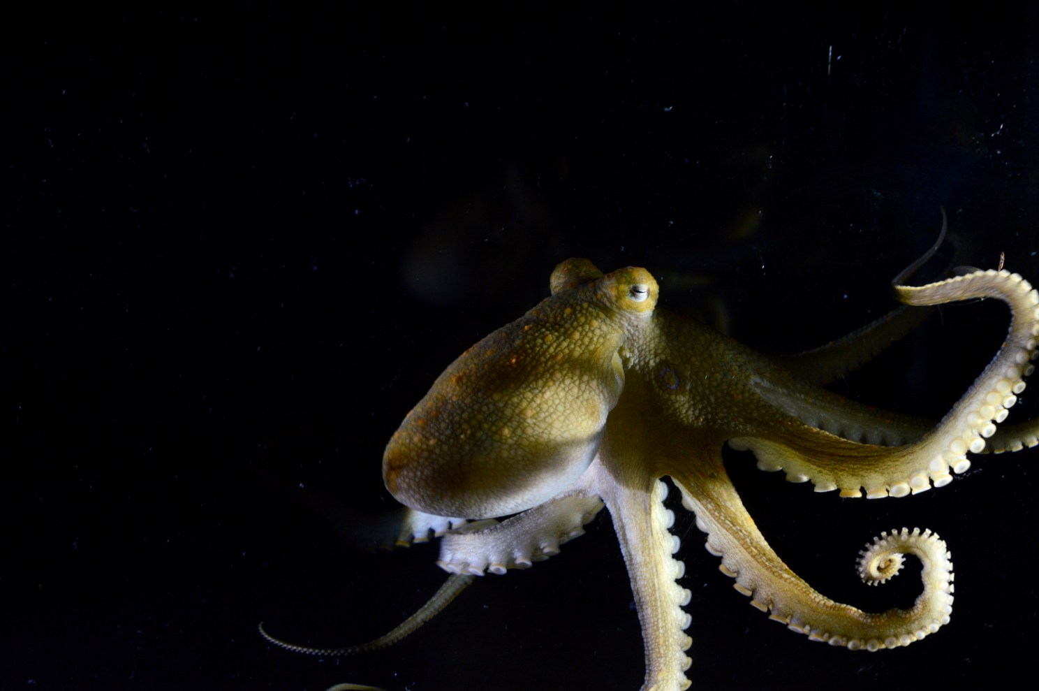 ocotpus