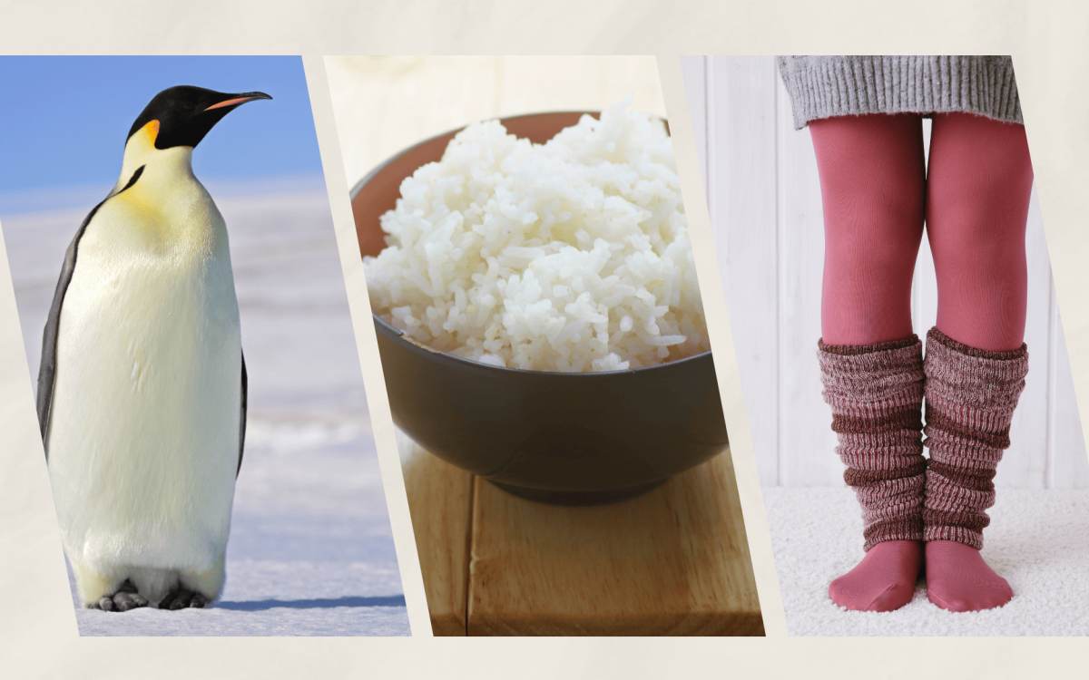 Photo illustration of penguin, bowl of rice, and tights.