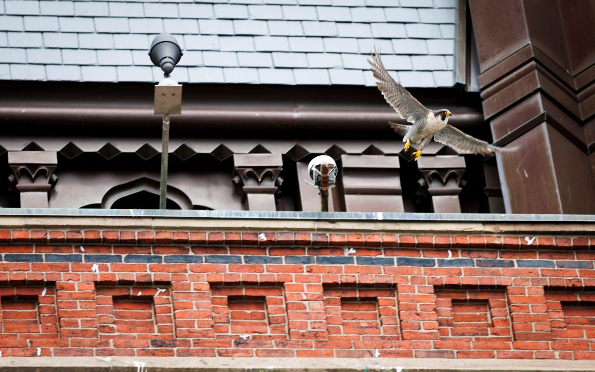 A nest cam has been installed to livestream a pair of peregrine falcons atop the tower of Memorial Hall.