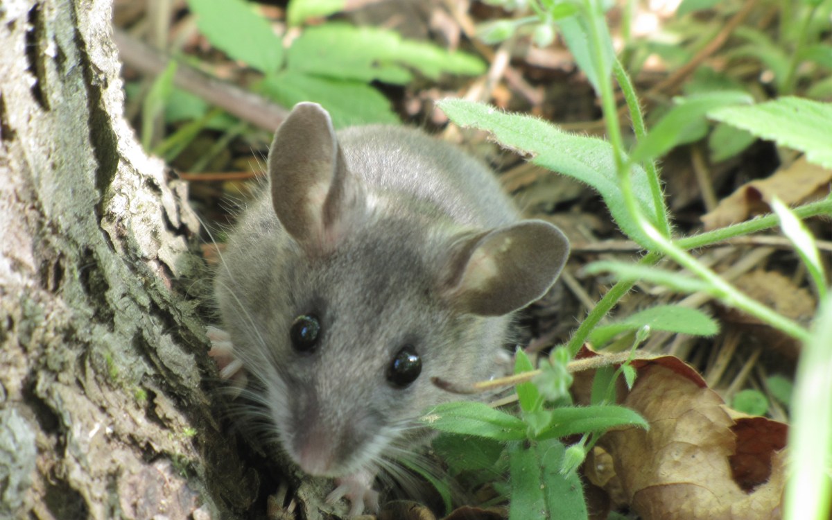 Deer Mouse (Peromyscus maniculatus)