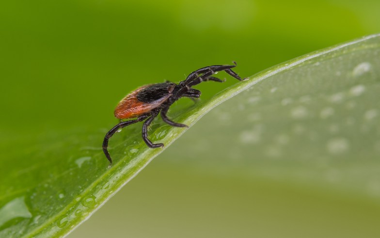 Deer tick on a leaf.