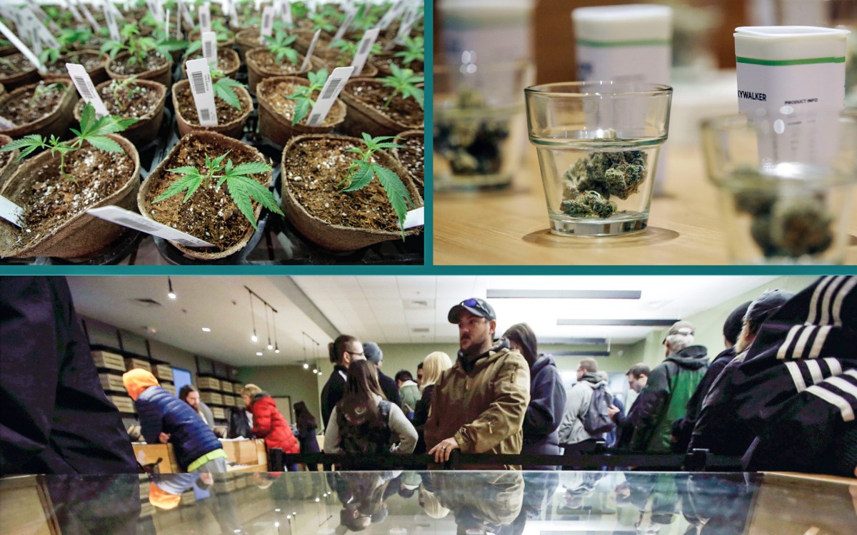 Collage of images from pot dispensaries and farms in Massachusetts.