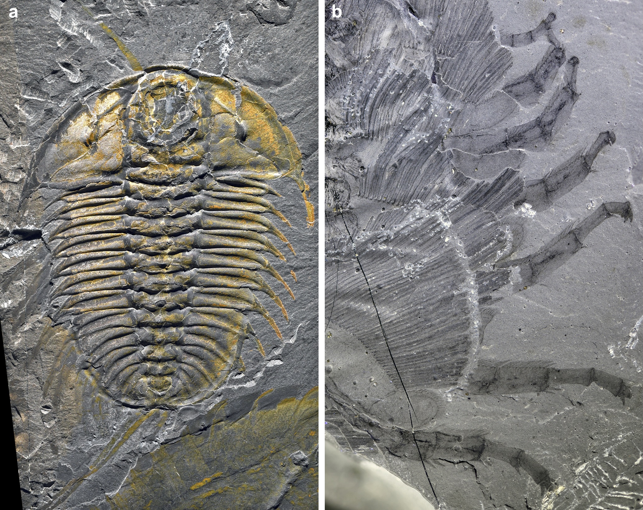 Trilobite Fossils in Burgess Shale