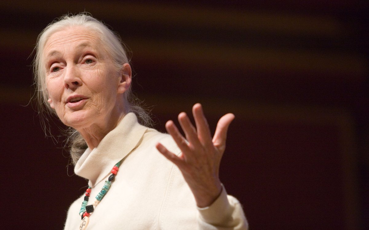 Jane Goodall speaking at Sanders Theatre in 2007.