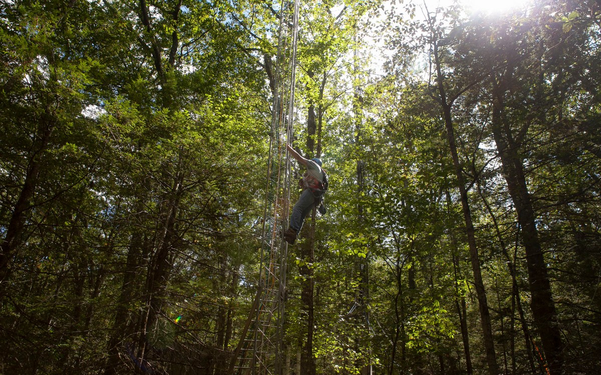 Mark VanScoy climbs the new environmental monitoring tower in Harvard Forest.