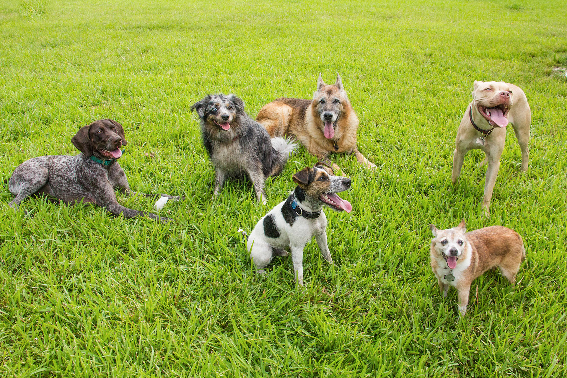 In dogs, as in humans, a harsh past might bare its teeth - Harvard Gazette
