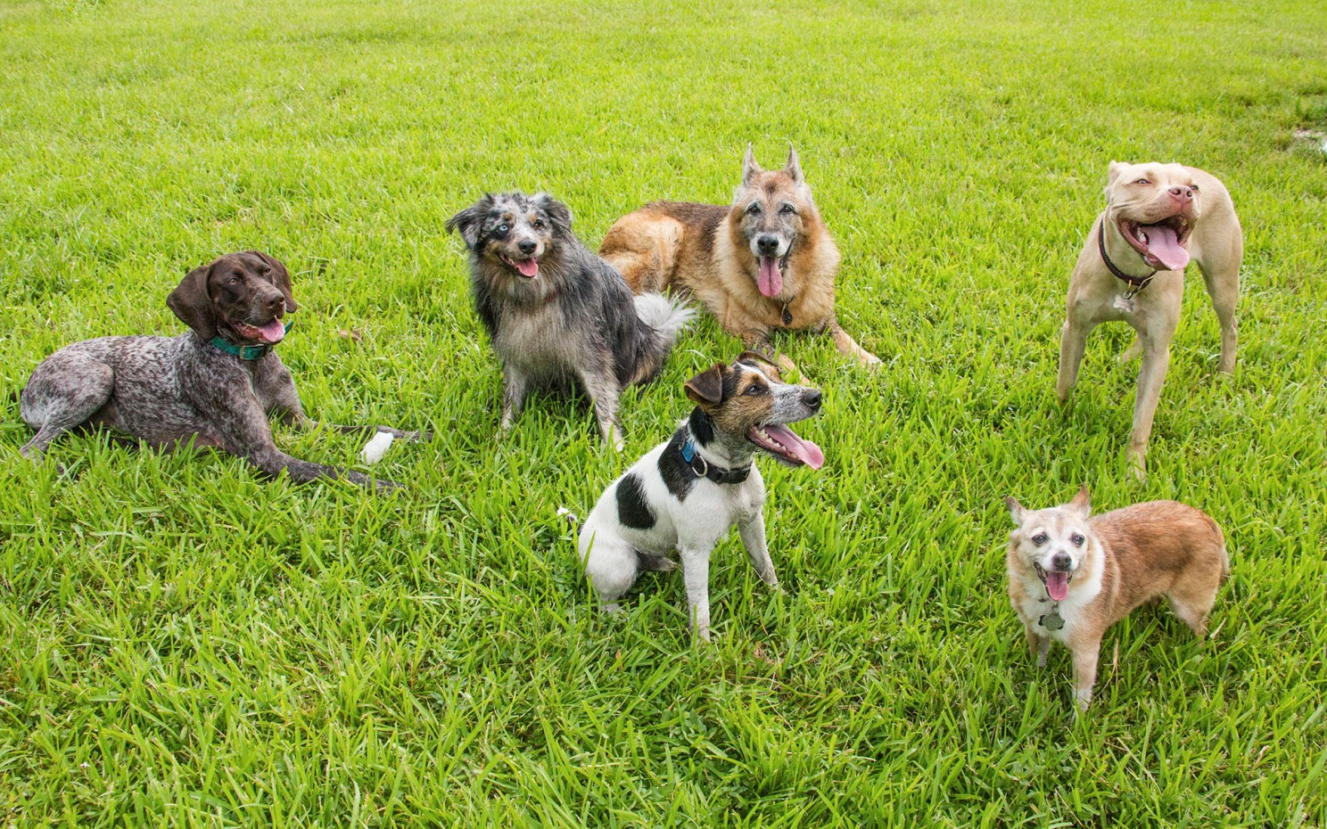 Different kinds of dogs playing in a park.