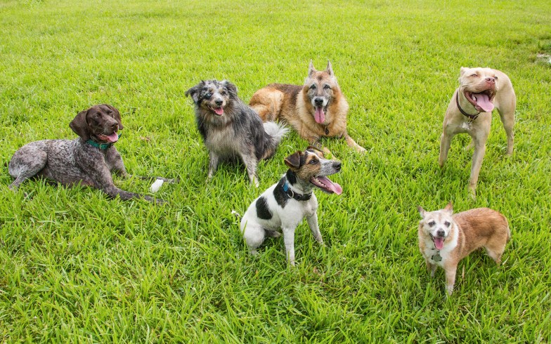 Different kinds of dogs playing in a park.