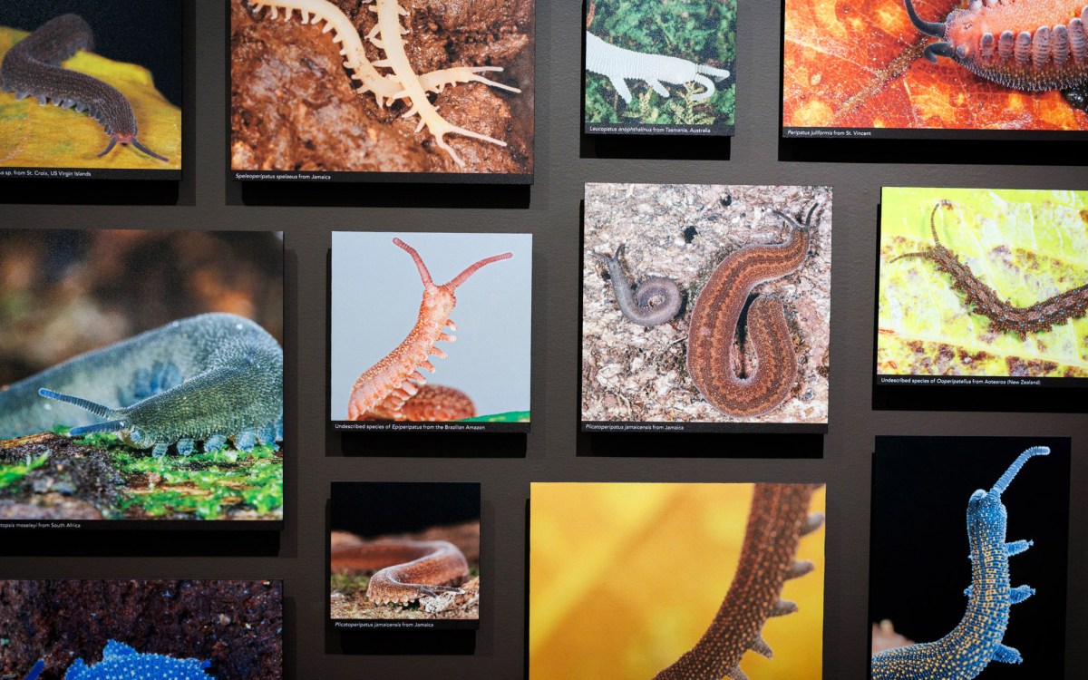 A detail of velvet worms photographs is pictured on the exhibit wall.