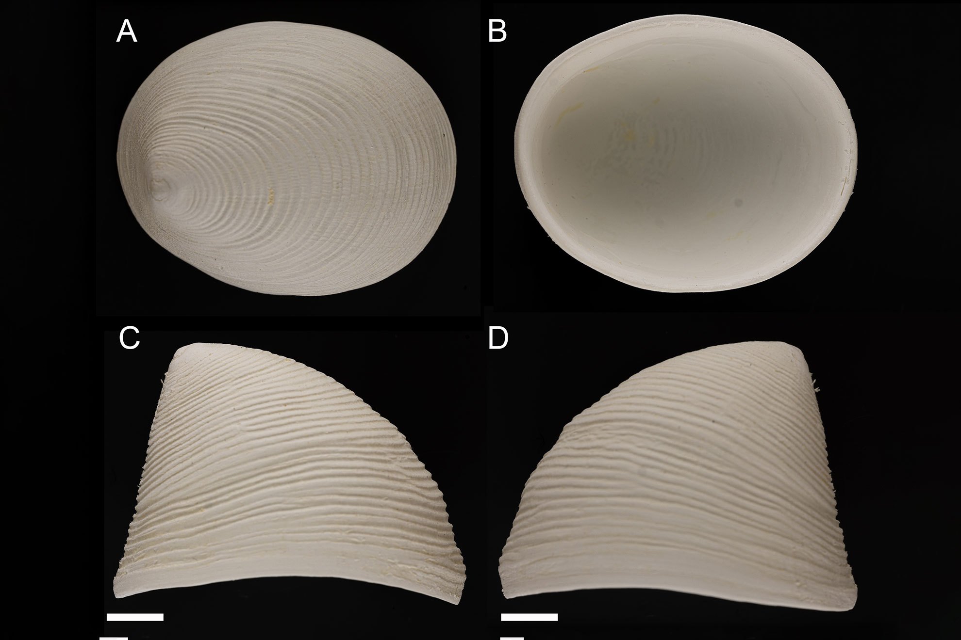 Limpet Shell Protrusions A tiny limpet reveals big secrets — Harvard Gazette