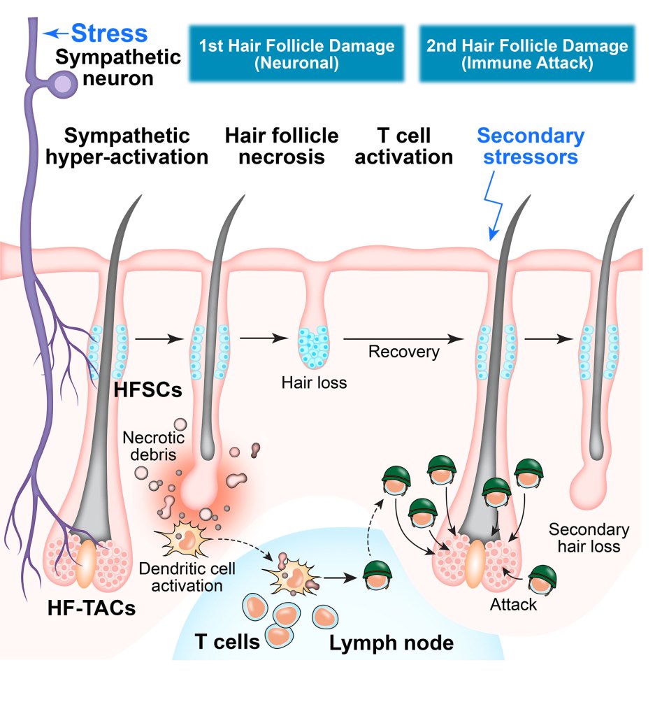 Graphic of hair loss study.