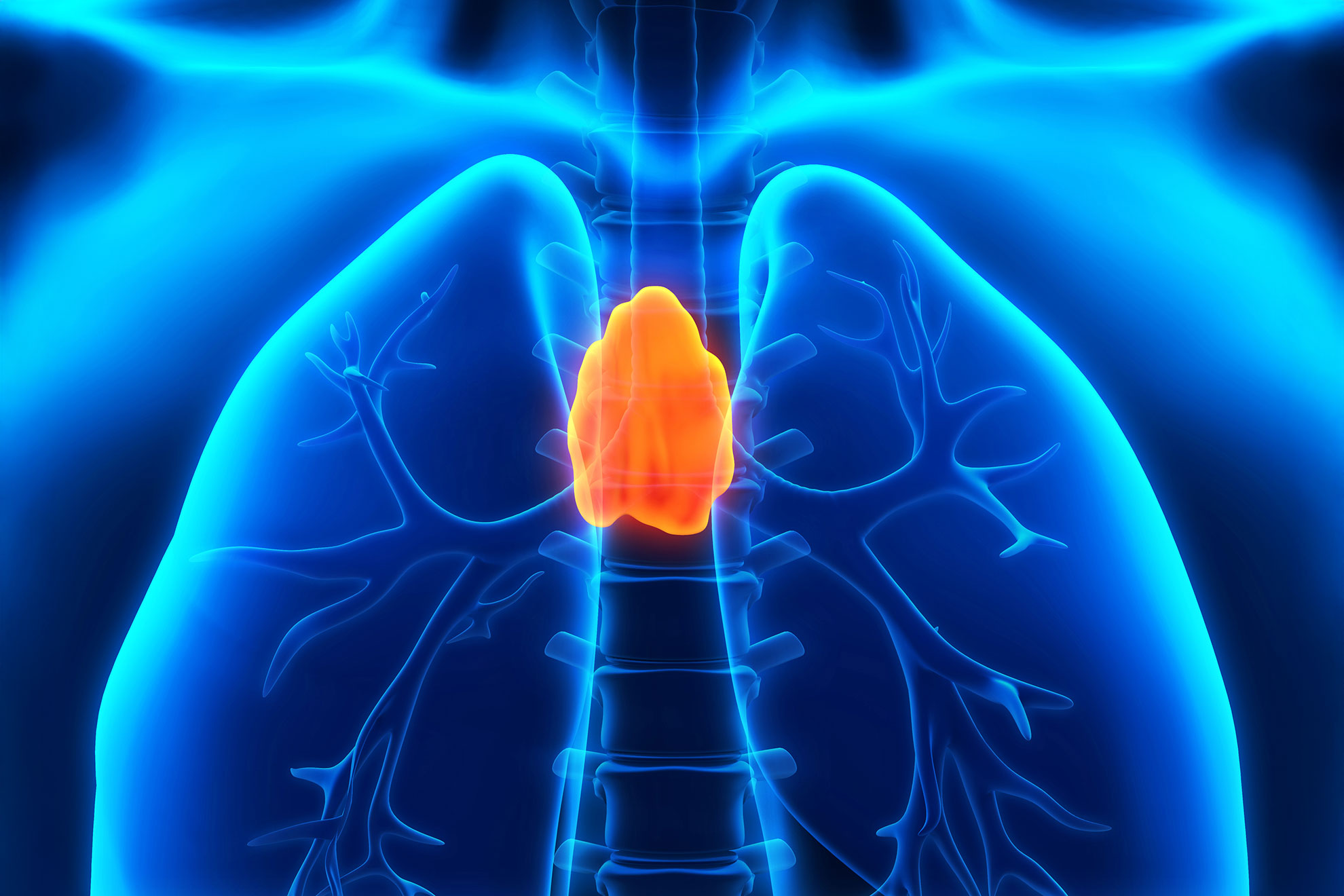 Thymus may be critical to adult health