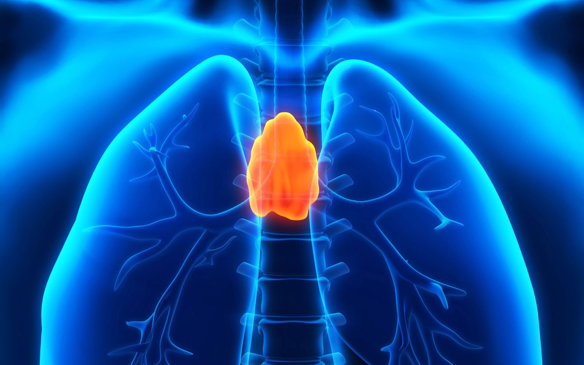 Human Thymus.