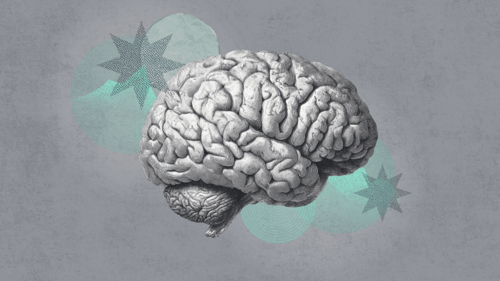 brain illustration