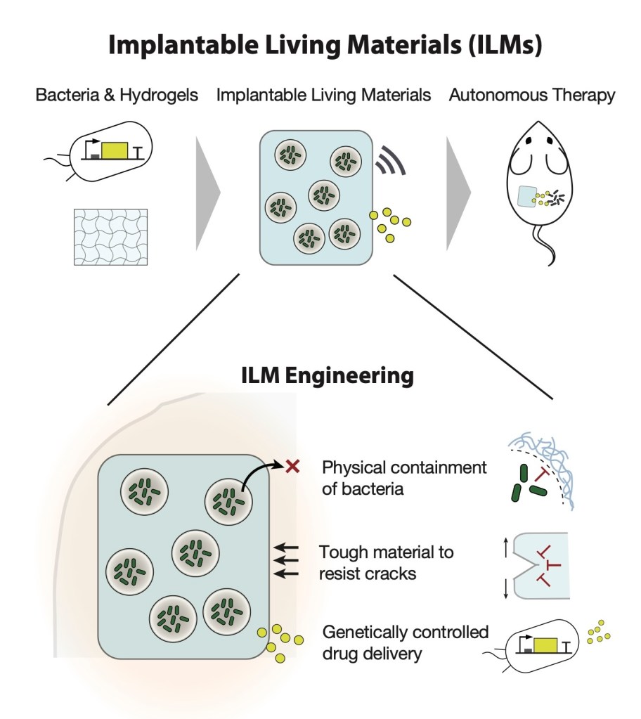 This illustration explains how the team designed Implantable Living Materials .