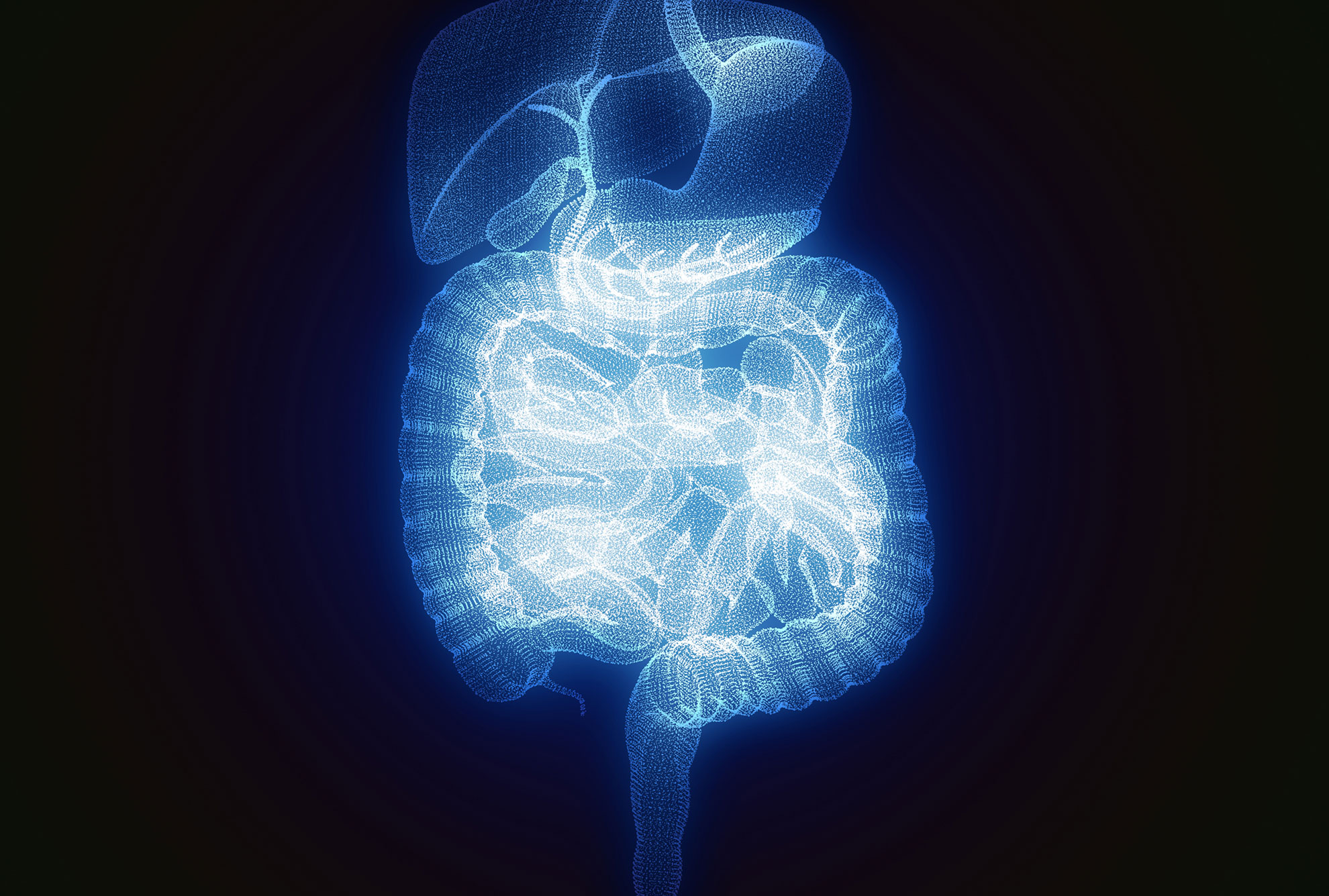 Human body, digestive system, anatomy. 