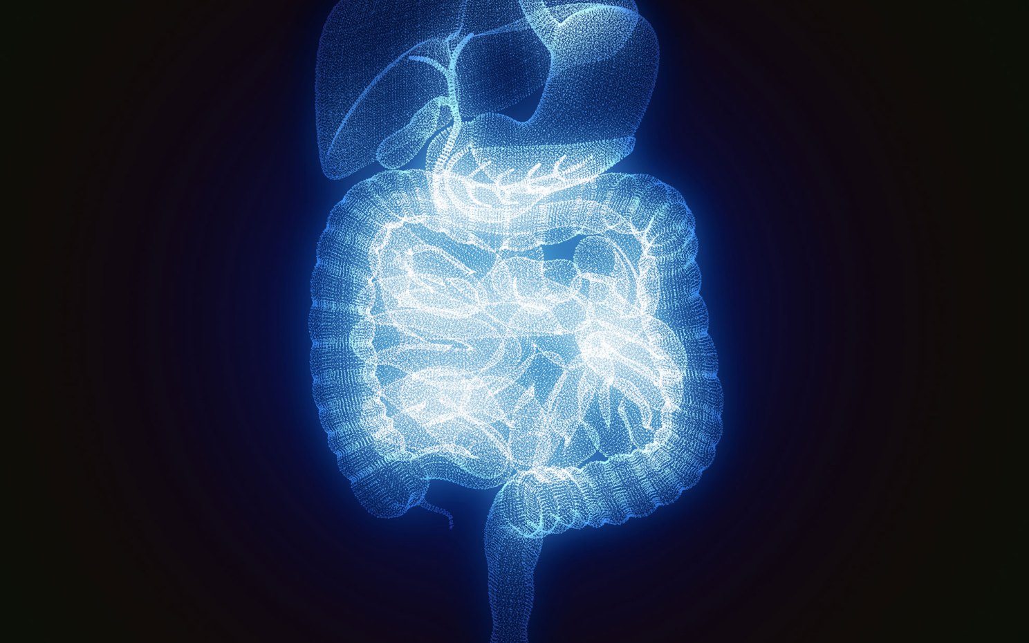 Human body, digestive system, anatomy.