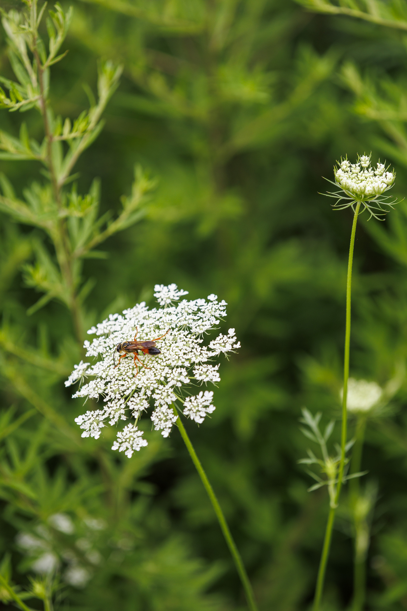 Queen Anne's Lace grows along the water's edge.