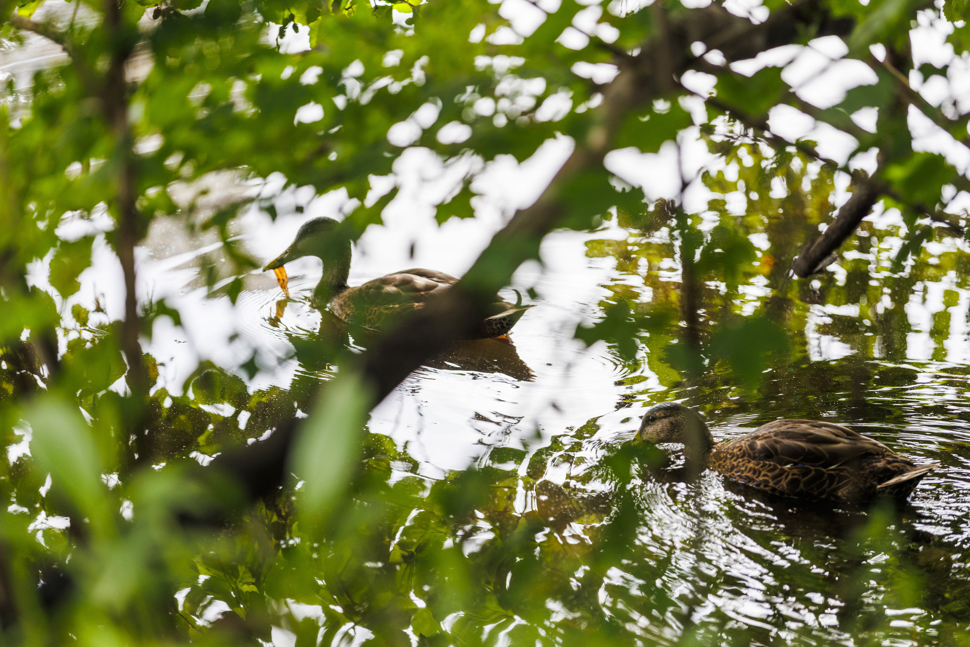 Ducks cluster along the water's edge.