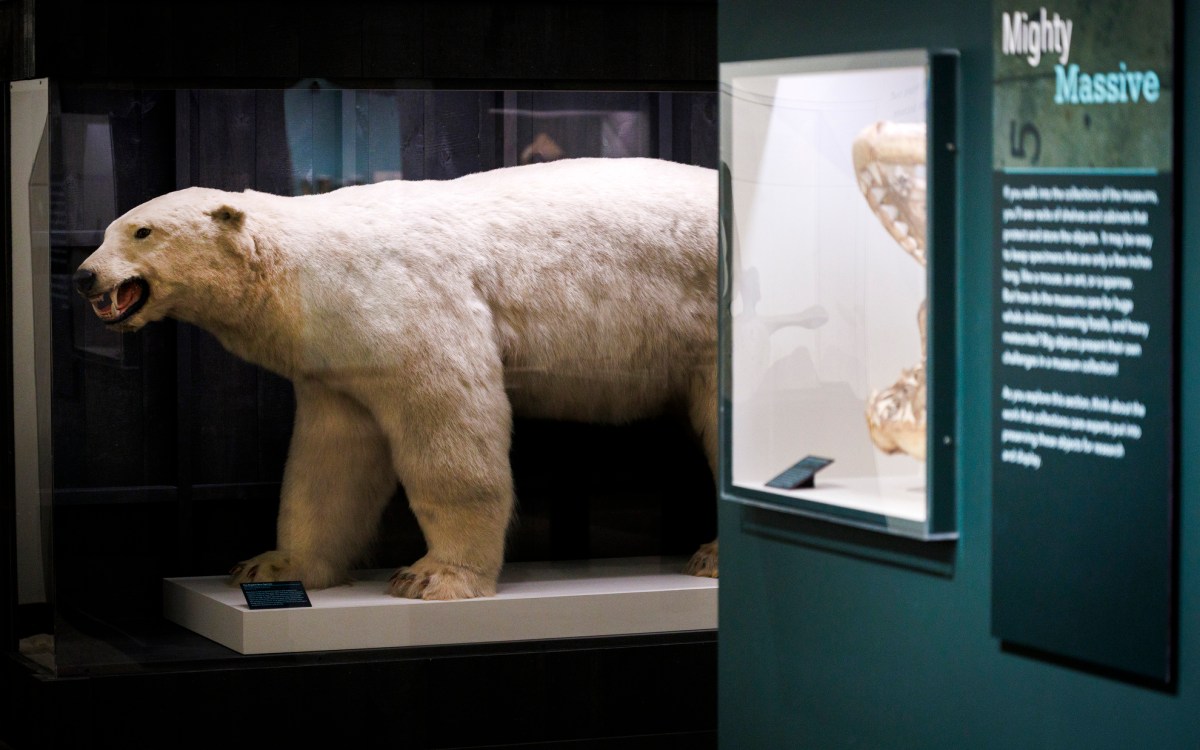 polar bear