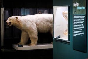 polar bear