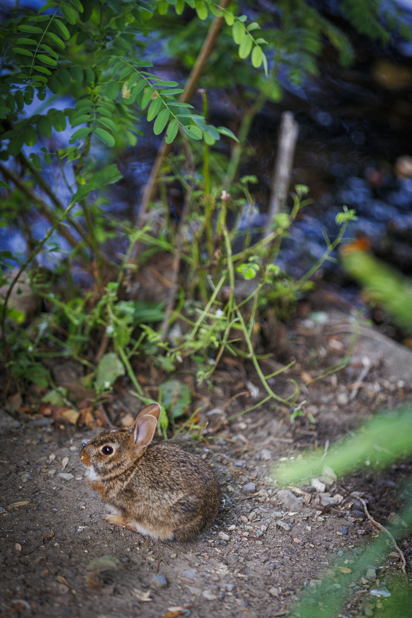 A bunny sits along the water's edge.