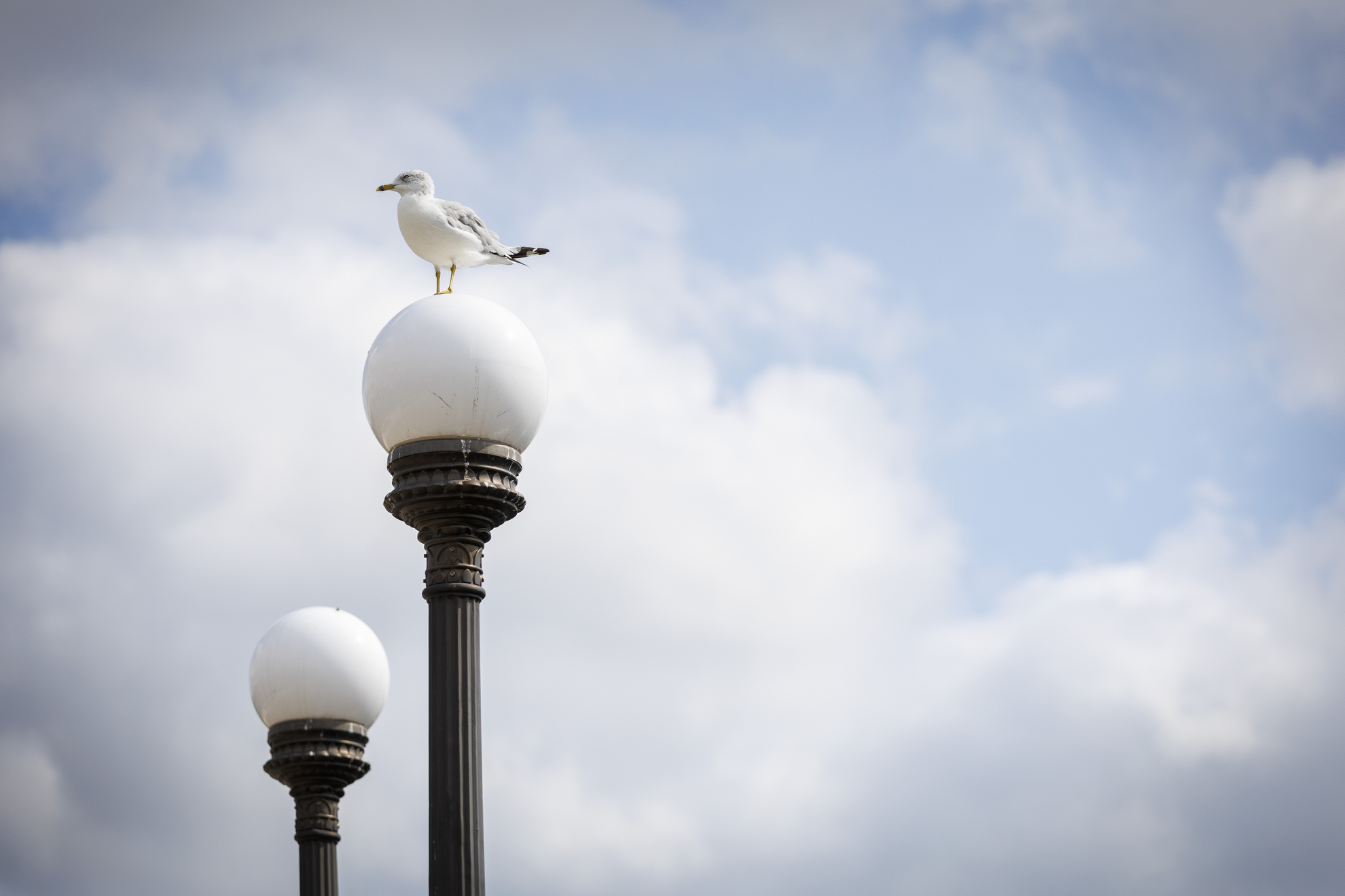 Seagulls perch on lights that line the Weeks Footbridge.