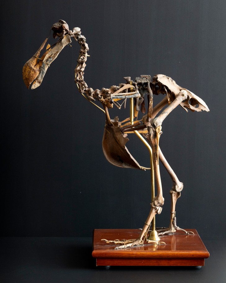 dodo bird