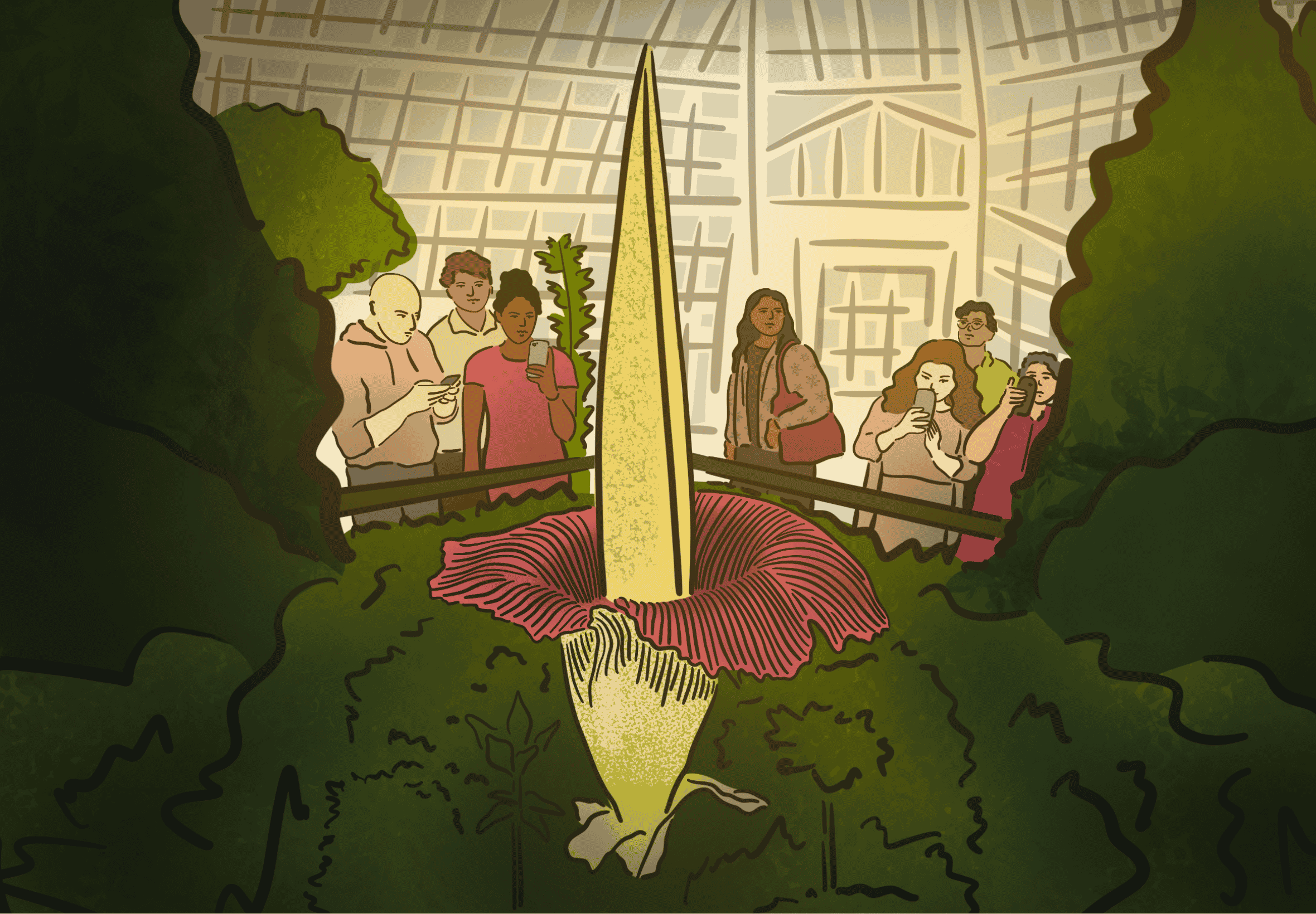 Amorphophallus titanum flower in a botanical garden