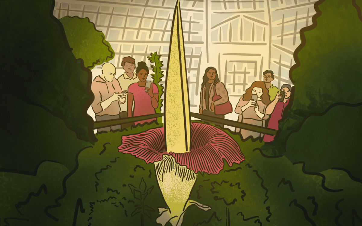 Amorphophallus titanum flower in a botanical garden