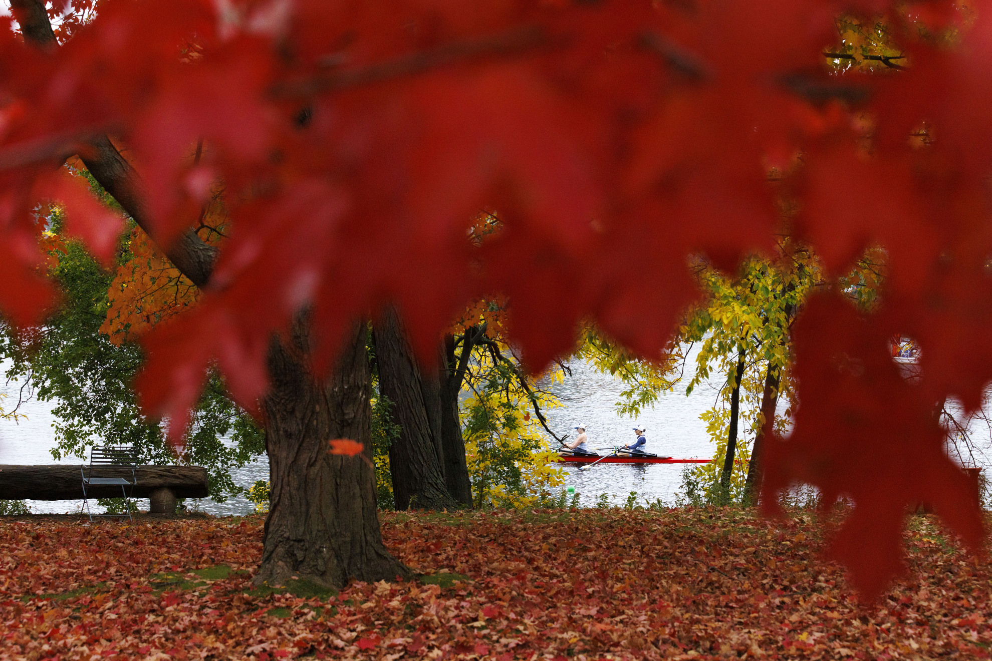 Rowers race past fall trees at Magazine Beach during the first day of the Head of The Charles regatta.